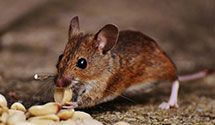 hospital-and-healthcare-facility-pest-management Experts in Stoneville
